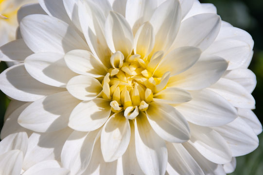 White dahlia flower closeup