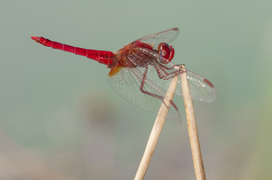 libélula roja Crocothemis erythraea