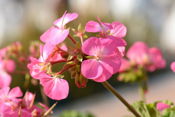 Fototapeta na wymiar Pink geraniums in the morning