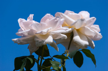 White rose close up in the garden