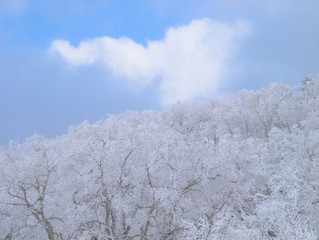 オロフレ峠　樹氷