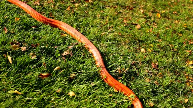 Albino Snake is crawl on grass
