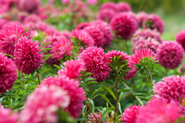 Field of pink asters
