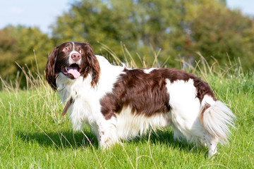 English springer spaniel dog standing in field