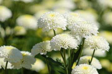 Beautiful white chrysanthemum flower (autumn vivid background)