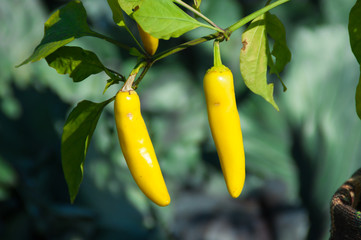 A branch of yellow pepper with fruits in the garden