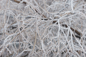 Twigs with frozen buds (in the early spring or at the end of winter)