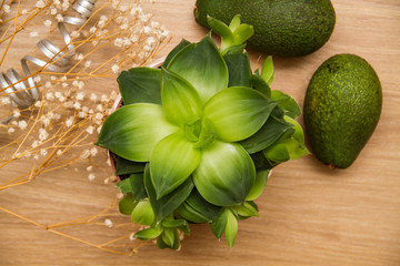 Avocados with a succulent - 103167163