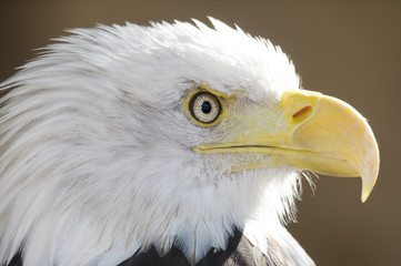 Águila calva Haliaeetus leucocephalus