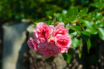 Bouquet of pink roses
