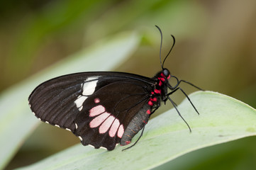 mariposa Parides