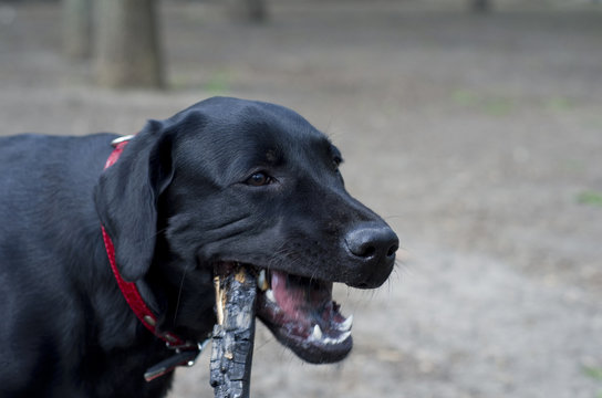 Closeup of a black Labrador Retriever chewing on a stick (with focus on eyes)