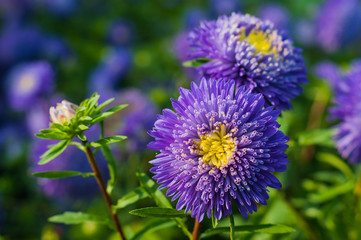 Violet asters