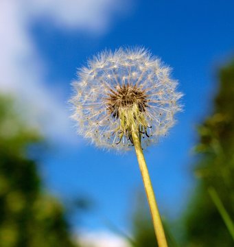 Dandelion