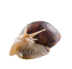 Giant African land snail (isolated on white)