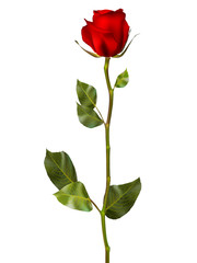Realistic red vector rose. EPS 10