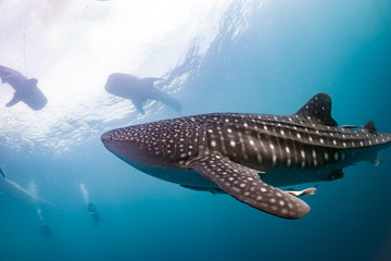 Fototapeta premium Whale Shark coming to you underwater