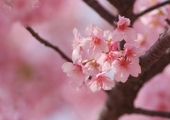 Fototapeta premium 河津桜_見頃