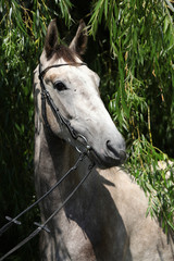 Beautiful grey horse standing in nature