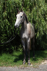 Obraz premium Beautiful grey horse standing in nature