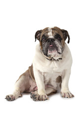 Obraz na płótnie Canvas Portrait of English Bulldog isolated on white