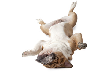 English Bulldog lying on his back over white