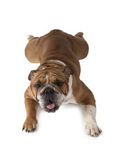 Purebred English Bulldog