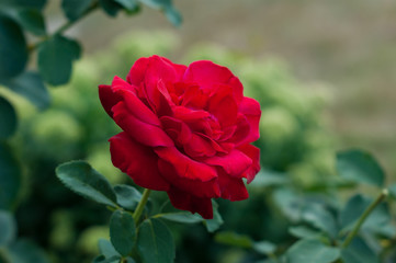Red rose in Botanical Garden