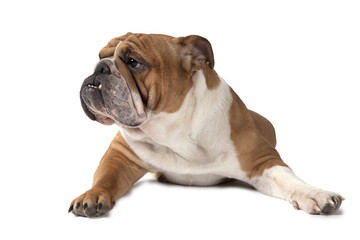 Purebred English Bulldog lying on white background
