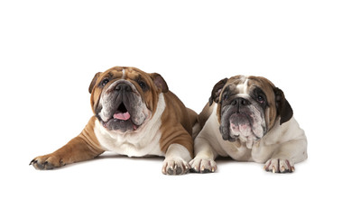 Two English Bulldog lying on white background