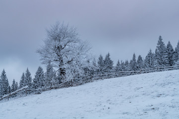 One frosted giant deciduous tree among snowy spruces in a morning winter mountains.