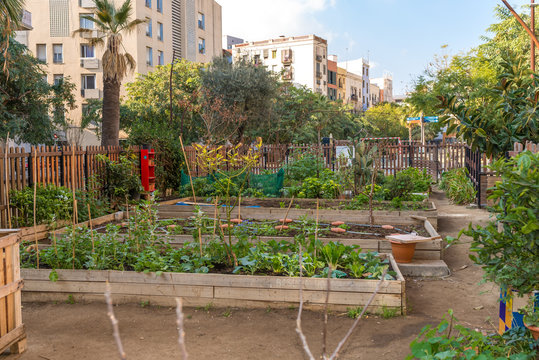 Gardening in the mid of the historical old town in the metropolis Barcelona. Salad and vegetables in home growing in the small spaces of the city is very fashionable