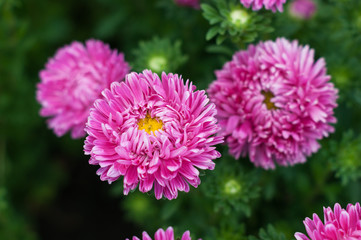 Fototapeta premium Pink asters