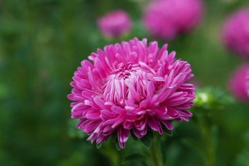 Obraz premium Pink asters