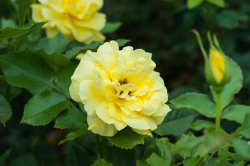 Obraz na płótnie Canvas Yellow roses