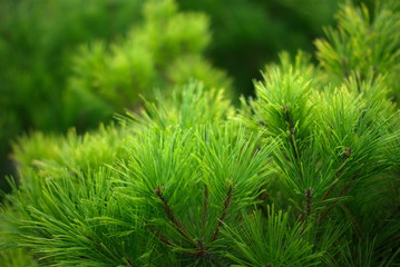 Branch of pine