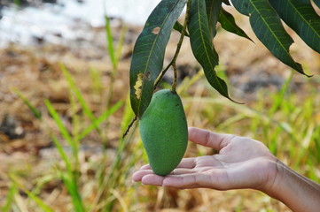 Fototapeta premium mango on branch and hand supporting in paddy field