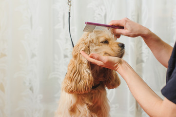 groomer combs dog for grooming - obrazy, fototapety, plakaty