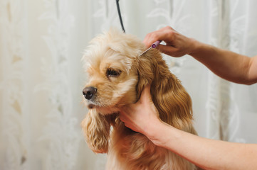 groomer prepares dog for grooming