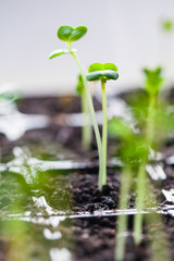 green sprouts have sprouted in the ground