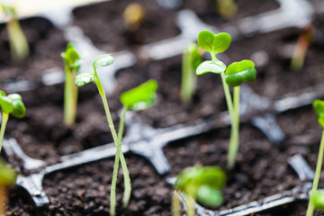 green sprouts have sprouted in the ground