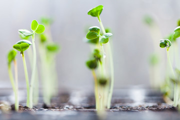 green sprouts have sprouted in the ground