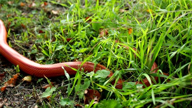 Albino Snake is crawl on grass