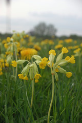 Obraz premium Cowslips in meadow