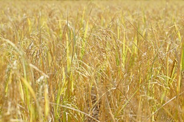 paddy rice in field