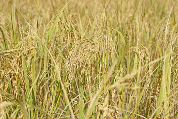 paddy rice in field