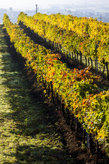 Obraz premium autumnal vineyard, Lower Austria, Austria