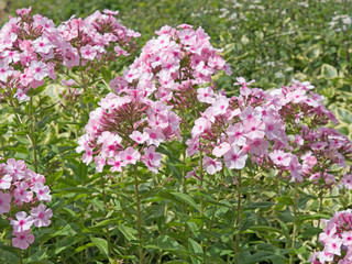 Flammenblume - Phlox