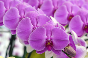 Obraz premium Pink and purple Phalaenopsis hybrid orchid
