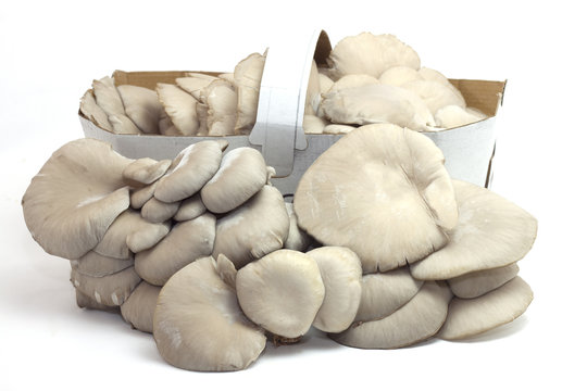 gruppo di funghi coltivati